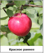 Дерево-сад яблоня Грушовка московская+Медуница+Красное раннее