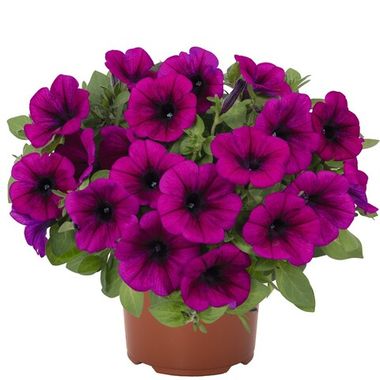 32284 Петуния SWEETUNIA PURPLE (ВЕСНА 2025)