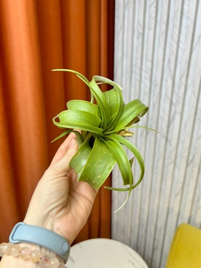 Тилландсия Ксерографика (Xerographica), 1шт, Нидерланды (9539)