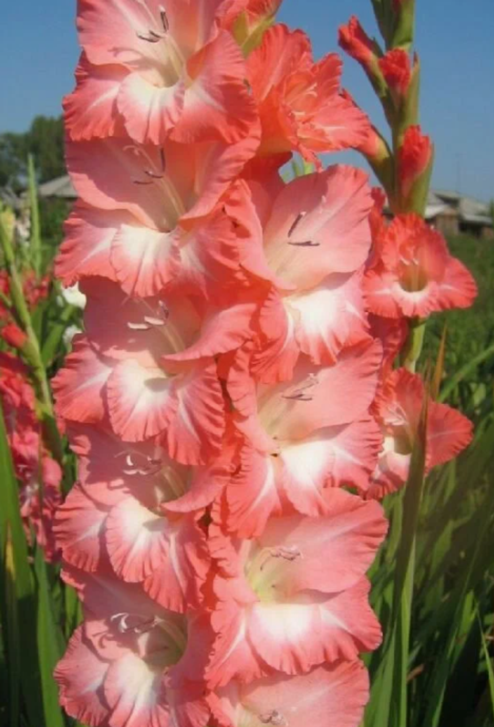 Гладиолус крупноцветковый Пинк Леди луковица март 2026