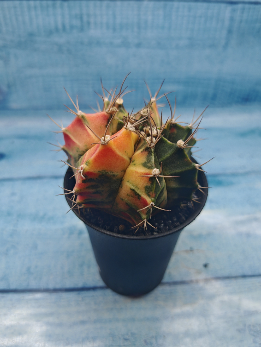 Gymnocalycium Variegata (Гимнокалициум Вариегатный)