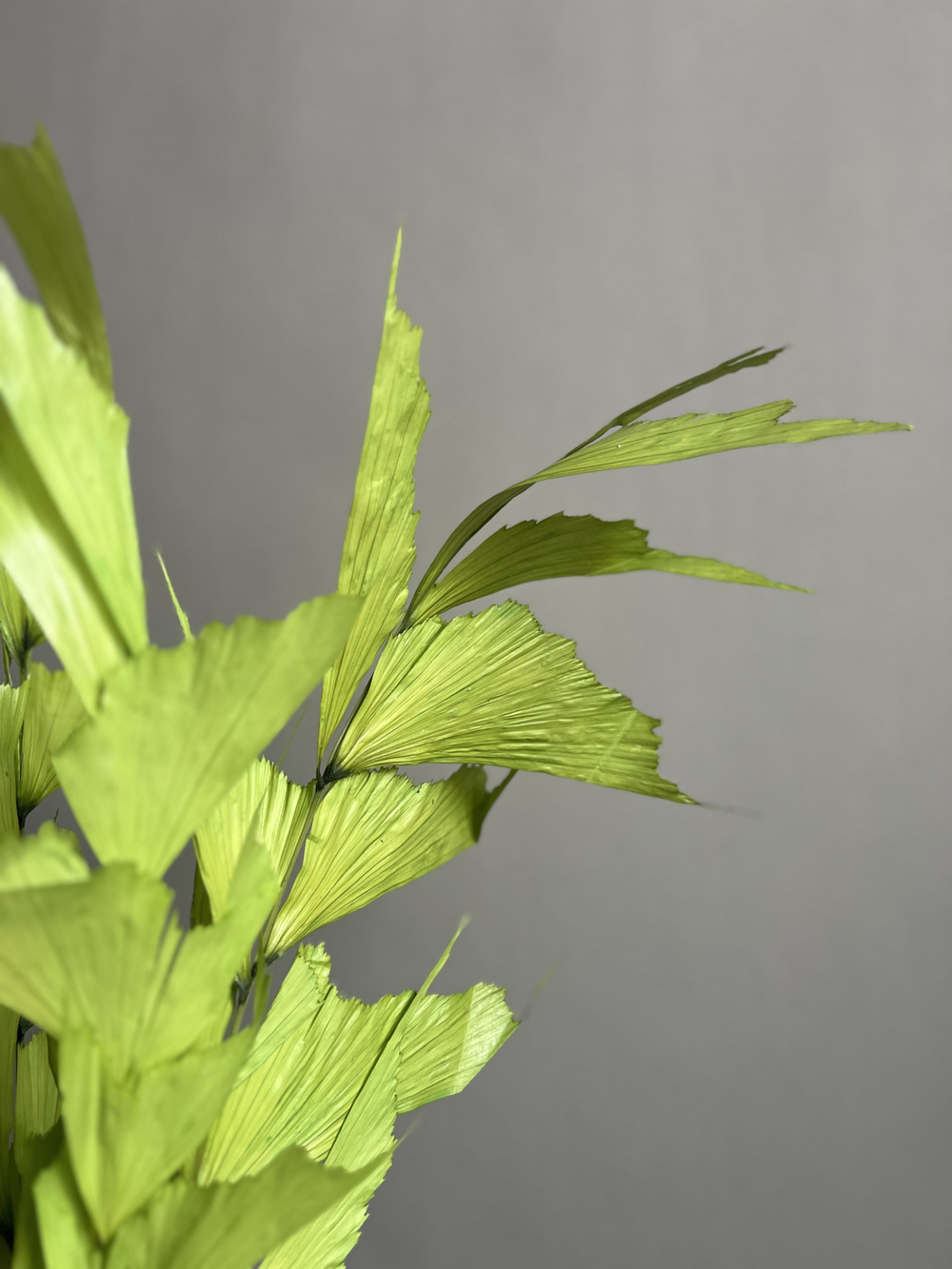 Кариота зеленая