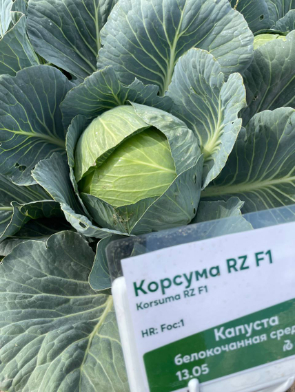Корсума F1 семена капусты белокочанной Rijk Zwaan-Райк Цваан описание – фото 10