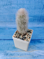 Austrocephalocereus dybowskii (Аустроцефалоцереус )