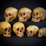 Набор «Череп человека» (анатомические модели)