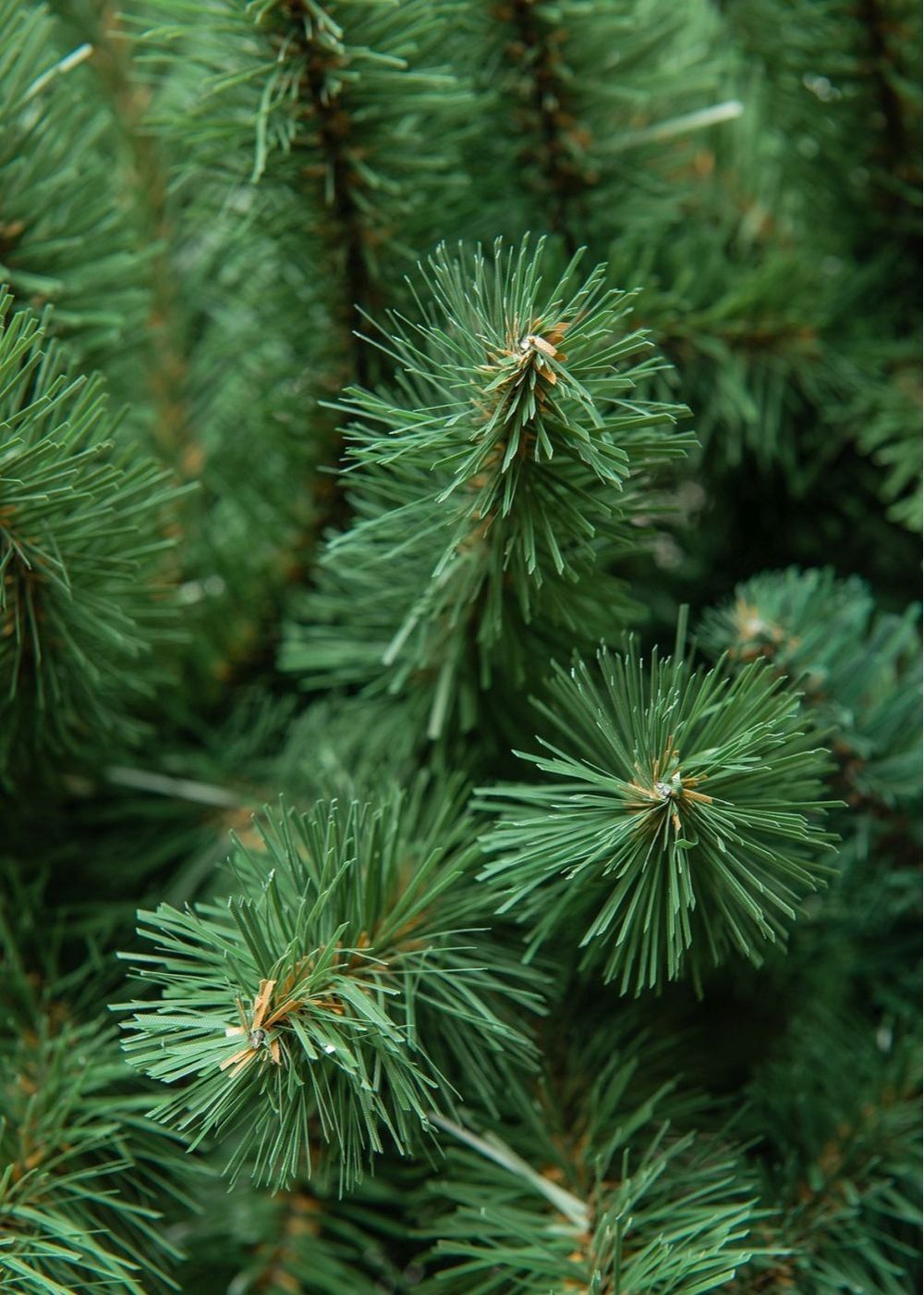 Ель искусственная «Звёздная» (пвх) от 1,2 м до 3,5 м