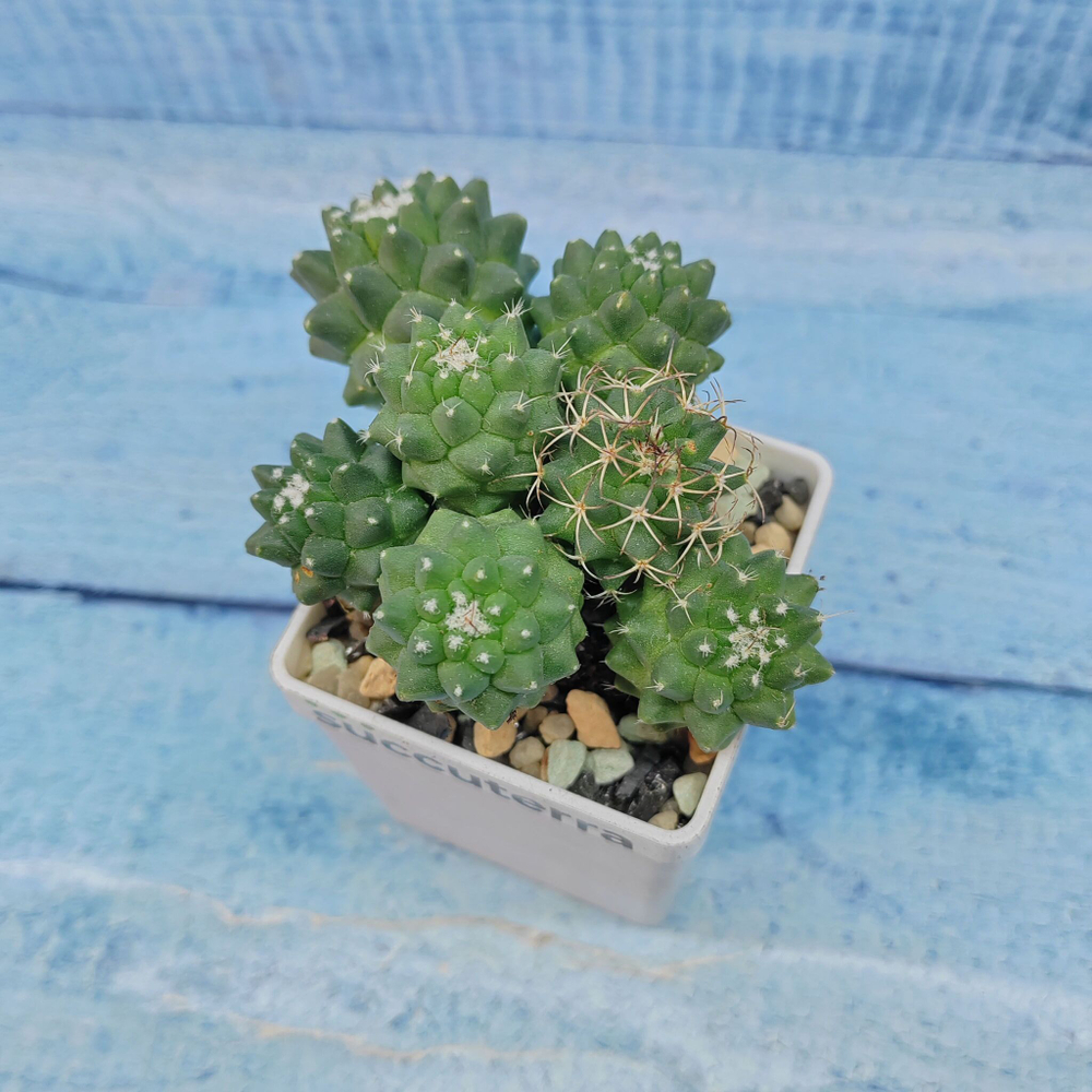 Mammillaria Polythele (Маммиллярия)