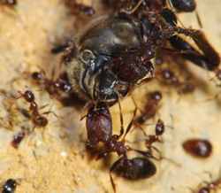 Комплект формикарий "Белый Дом 3.0" и муравьи Pheidole (160х100х100 мм)