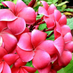 Плюмерия WA SITHEE