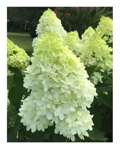 Гортензия метельчатая МЭДЖИКАЛ КИЛИМАНДЖАРО (Hydrangea paniculata «Magical Kilimajaro») (ЗКС)