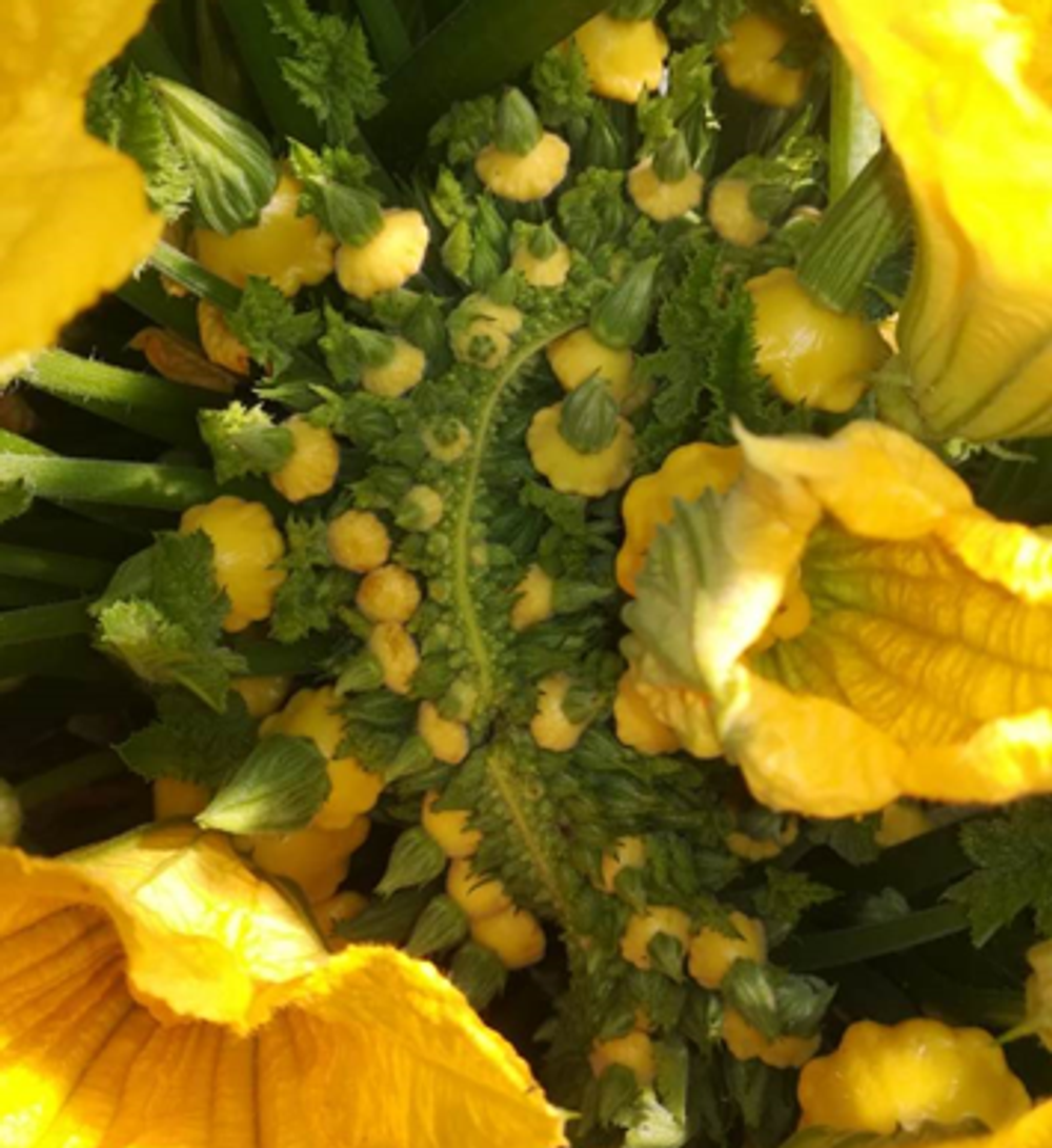 Санни Делайт F1 семена патиссона (Seminis / Семинис)