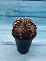 Gymnocalycium T-Rex Pink hybrid (Гимнокалициум T-rex)
