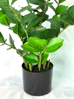 Замиокулькас 60 см