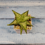Aloe Rauhii Snowflake (Алоэ)