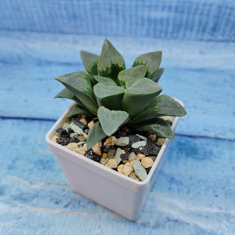 Haworthia Pygmaye hybr. (Хавортия)