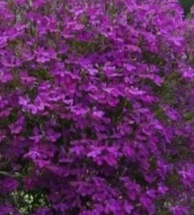 ЕВРО Лобелия