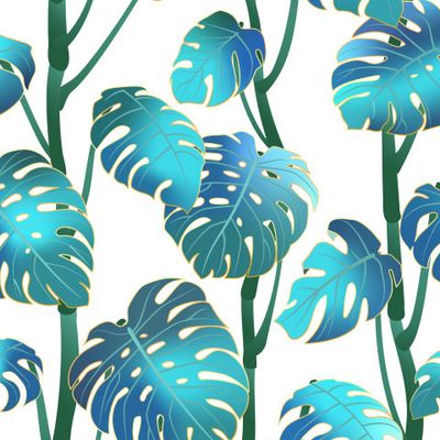 Голубая монстера