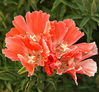 Годеция Витраж крупноцветковая