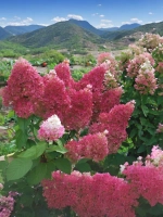 Гортензия метельчатая Петит Флори