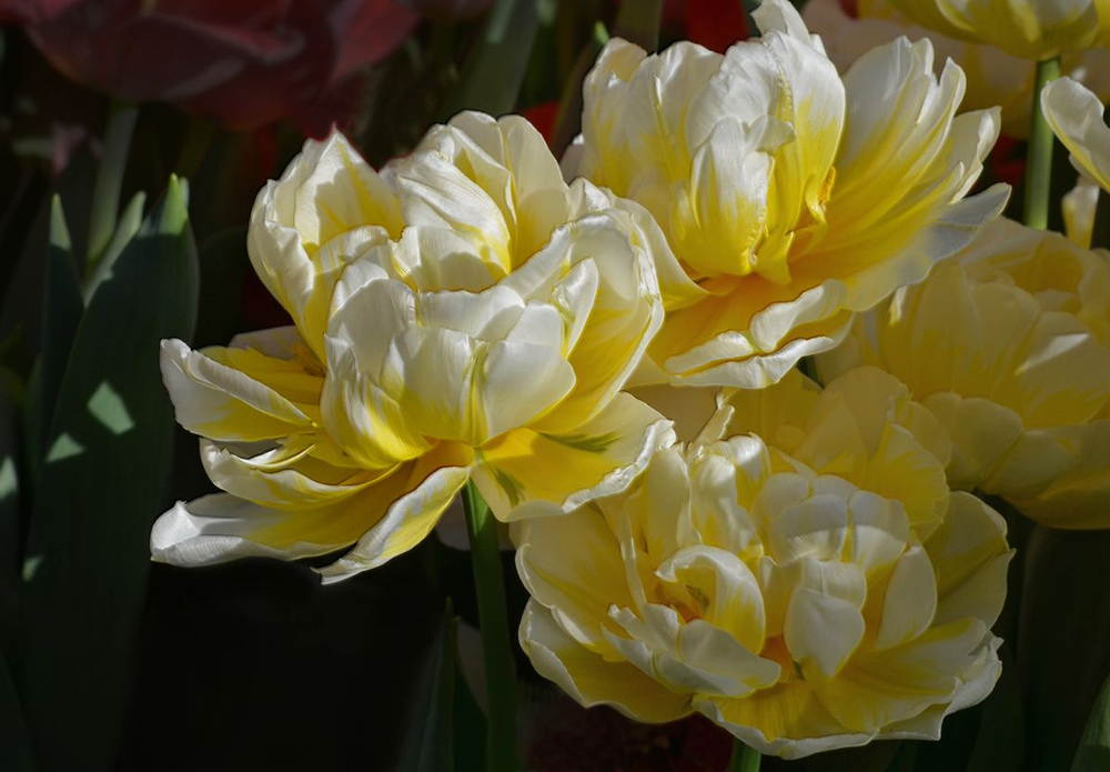 Тюльпан Флеминг Эвита Закупка М78 сентябрь 2026