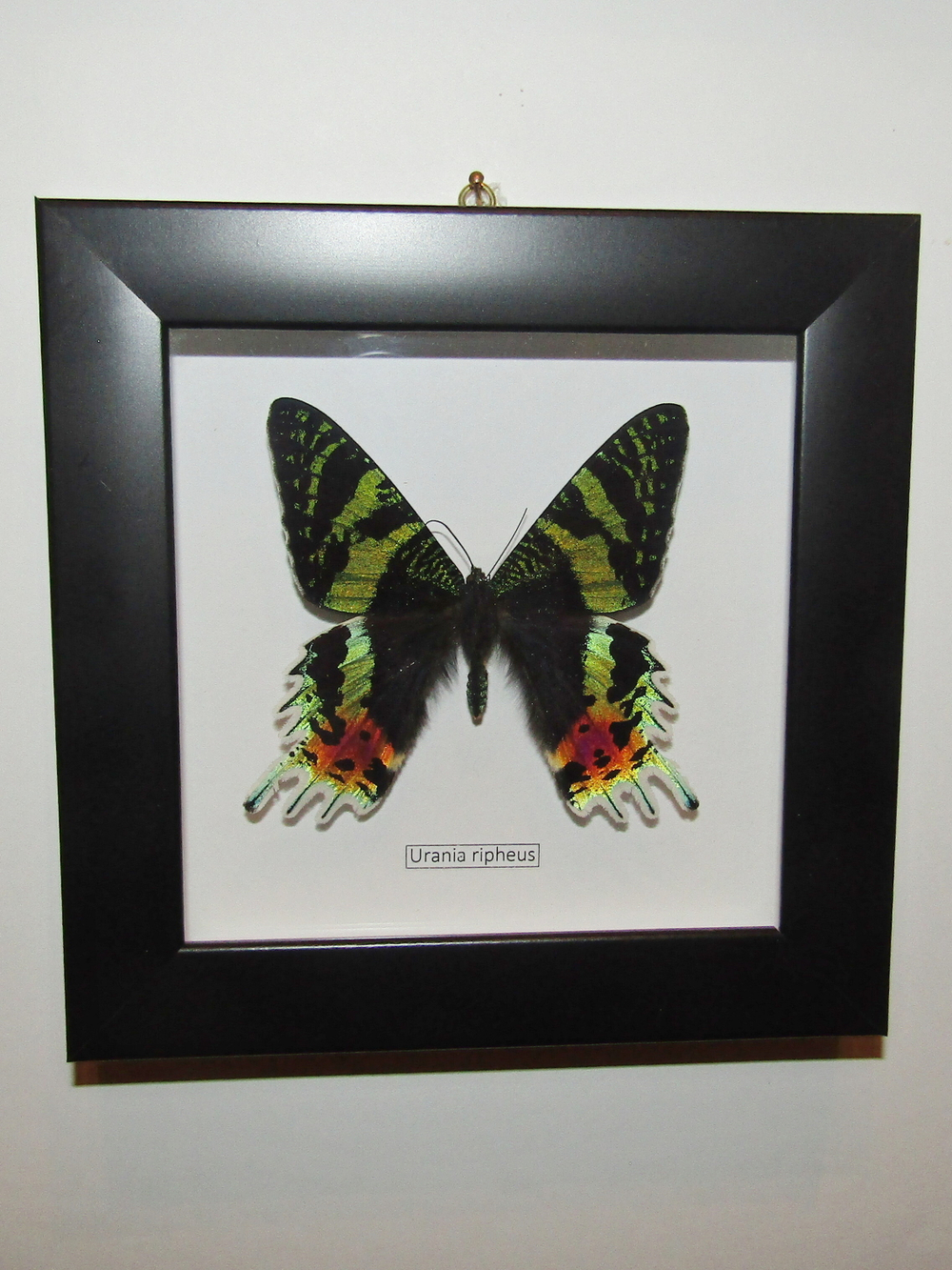 Бабочка Urania ripheus в рамке