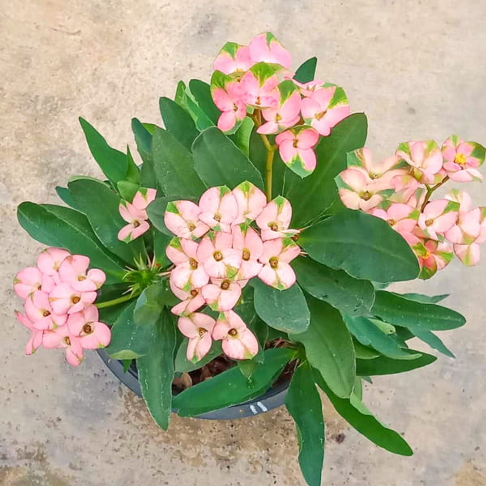 Эуфорбия Миля PINK BUTTERFLY