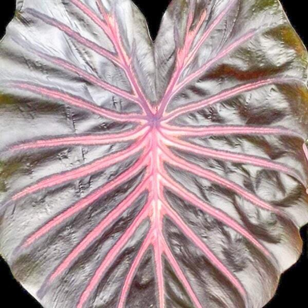 Колоказия LAKE HILLIER