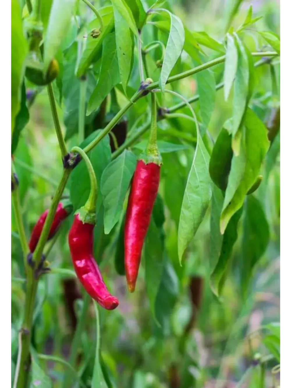 Семена красный перец Чили стручковый 30шт домашний