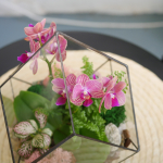 Готовый флорариум с орхидеей Грация