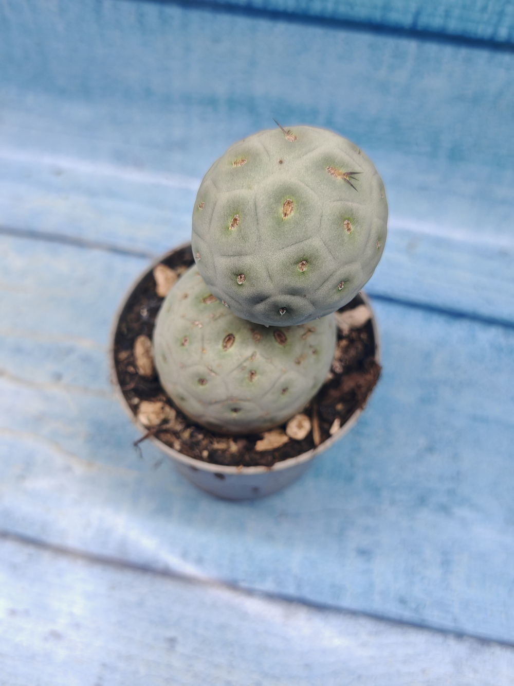 Tephrocactus Geometricus (Тефрокактус)