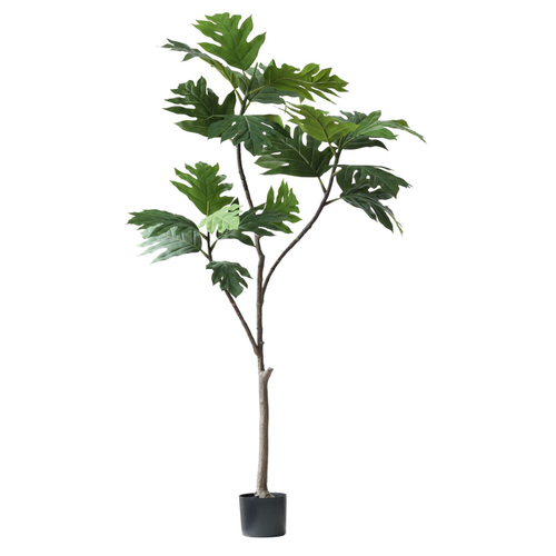 Инжир 165 см.