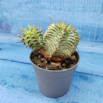 Euphorbia meloformis f. Variegated (Эуфорбия вариегатная)