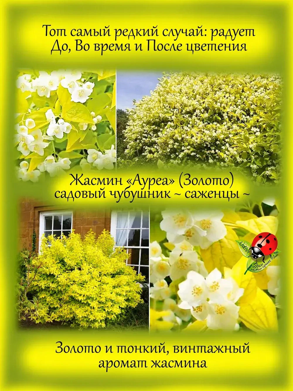 Жасмин Ауреа садовый чубушник Золото