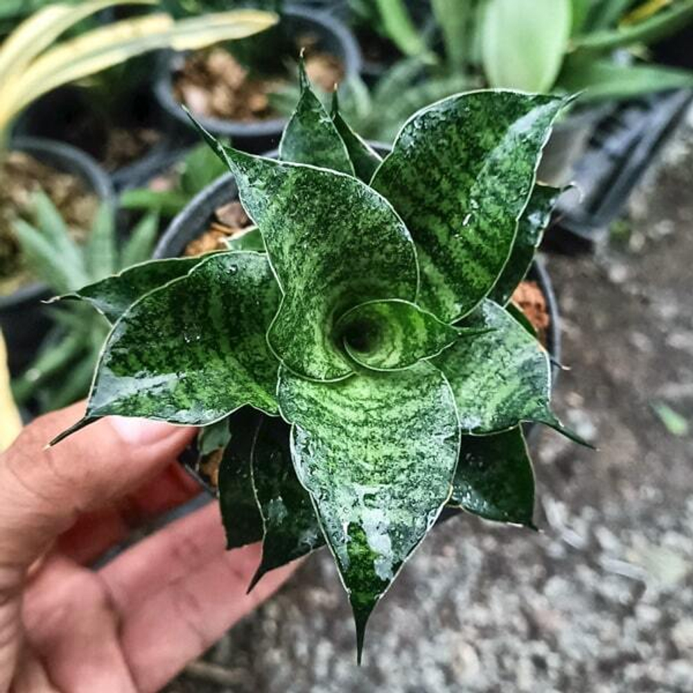 Сансевиерия MAHA NAKHON