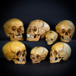 Набор «Череп человека» (анатомические модели)