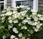 Клематис Guernsey Cream (2 группа обрезки)