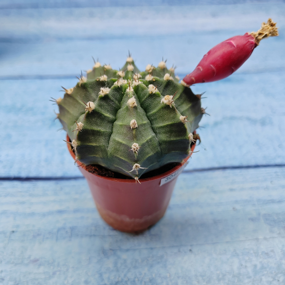 Gymnocalycium Friedrichii (Гимнокалициум)