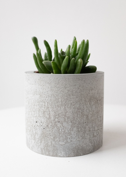 Крассула Овата Хоббит