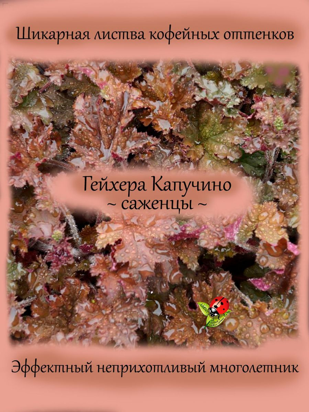 Гейхера Капучино многолетняя
