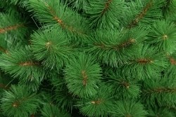 Искусственная сосна Ариадна 180 см., Леска, ЕлкиТорг (51180)