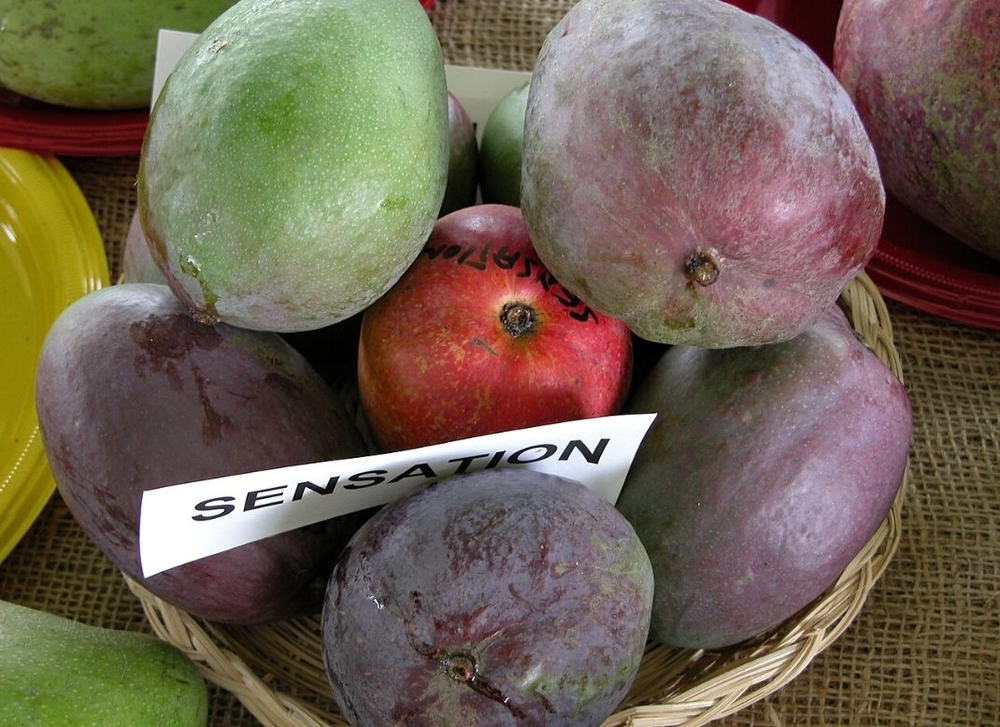 Манго Sensation
