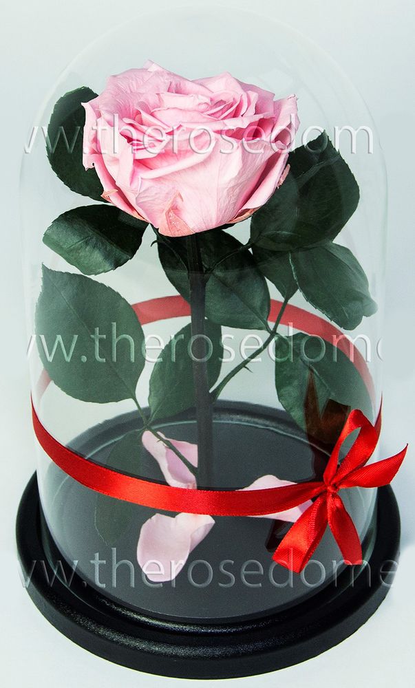 Роза в колбе 27см Premium бутон 8см нежно-розовая