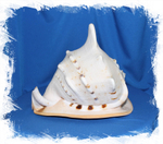 Рогатый Кассис самец