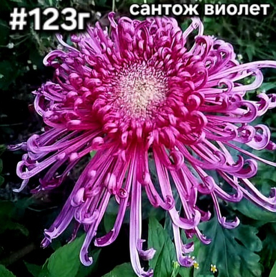 САЖЕНЦЫ ХРИЗАНТЕМЫ ГОРШЕЧНАЯ № 123 САНТОЖ ВИОЛЕТ