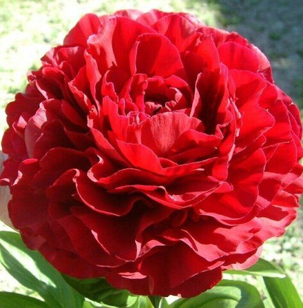 Пион Рэд Сара Бернар (1 шт) Волжский Сад