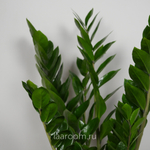 Замиокулькас 21/100