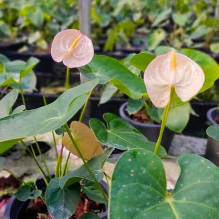 Антуриум Андрэ TERRA р. МИНИ