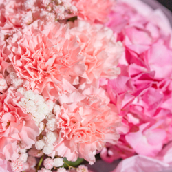 Букет цветов Гортензия  + персиковые диантусы