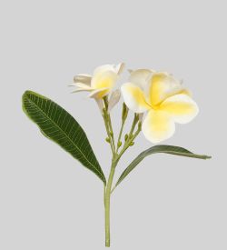 TR 614HM2 Плумерия 5 бутонов с листьями