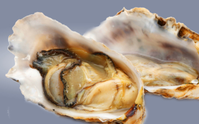 Живые устрицы и раки